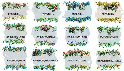 The effect of rhamnolipids on fungal membrane models as described by their interactions with phospholipids and sterols: An in silico study